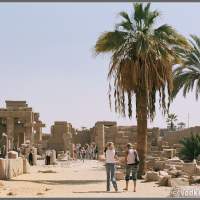 Пальмы в Луксорском храме