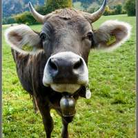 Баварская корова. Еще не раскрасили полосками