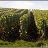 Типичные французские виноградники